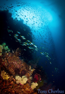 This photo was taken at a dive site called "Grouper Net".... by Tony Cherbas 